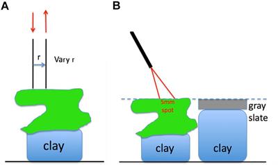 Optical Properties of Living Corals Determined With Diffuse Reflectance Spectroscopy